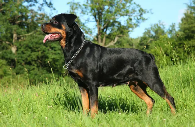 Der Rottweiler der Militärhundeführerin gilt jetzt formal als auffällig. | Foto: Symbolbild: PantherMedia/FotoJagodka