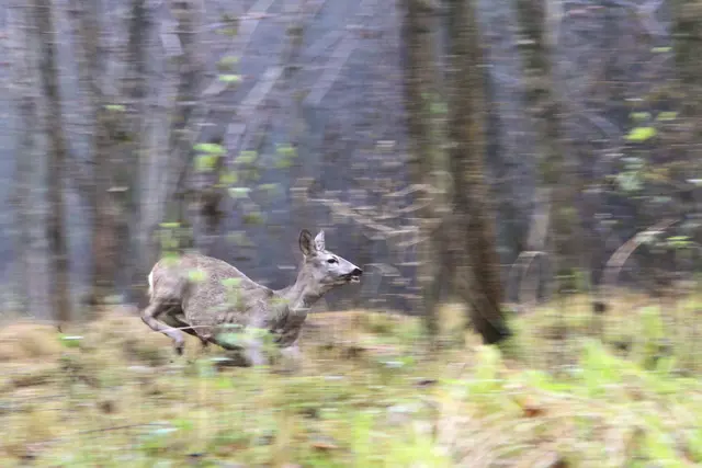 Erhöhte Unfallgefahr: Rehe flüchten bei extremen Störungen wie durch Feuerwerksraketen kopflos und panisch in alle Richtungen. | Foto: Ch. Böck