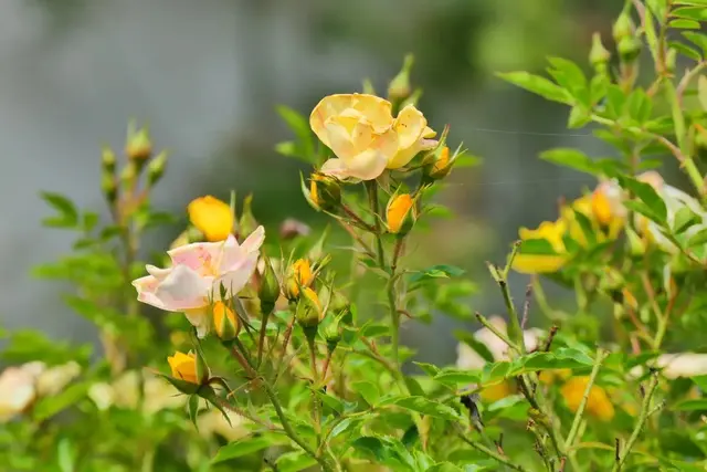 September | Foto: Gerhard Schrödl