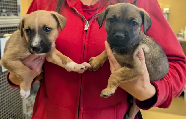 Das Geschwisterpaar Snow und Flake. | Foto: TSA