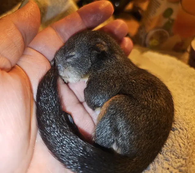 Das Eichhörnchen in der Pfotenhilfe Lochen. | Foto: Pfotenhilfe