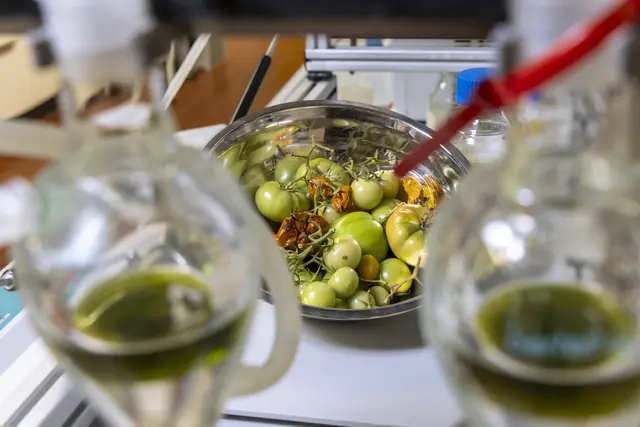 Im EU-Projekt wird untersucht, wie Restbiomasse aus der Tomatenproduktion zu nachhaltigem Flugkraftstoff verarbeitet werden kann. | Foto: Lunghammer - TU Graz