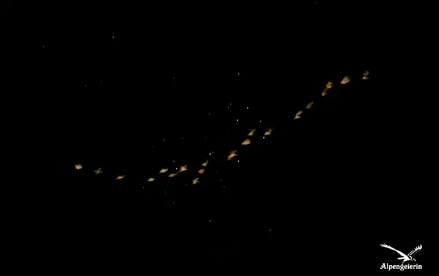 Foto: Janet Bleiker/ Alpengeierin