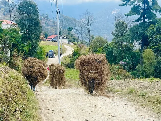 Immer wieder sieht man neben den Straßen Männer oder auch Frauen die auf diese Weise Heu transportieren. | Foto: Astrid Wieser