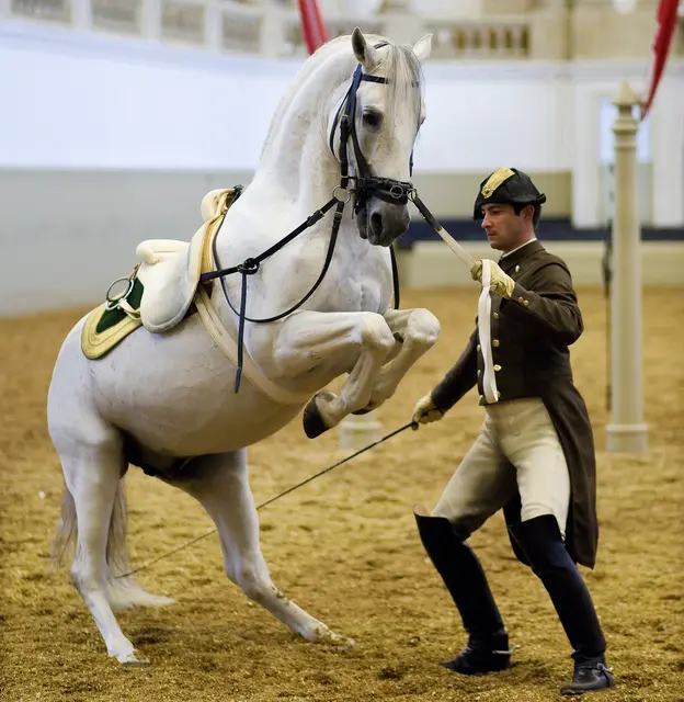 Der Aufsichtsrat der Spanischen Hofreitschule musste neu besetzt werden, die bisherige Funktionsperiode war ausgelaufen. Mit Ende November 2025 wurde der Rat neu bestellt und das Gremium ist seit 17. Dezember vollständig. (Archivfoto) | Foto: SRS-Michael Rzepa