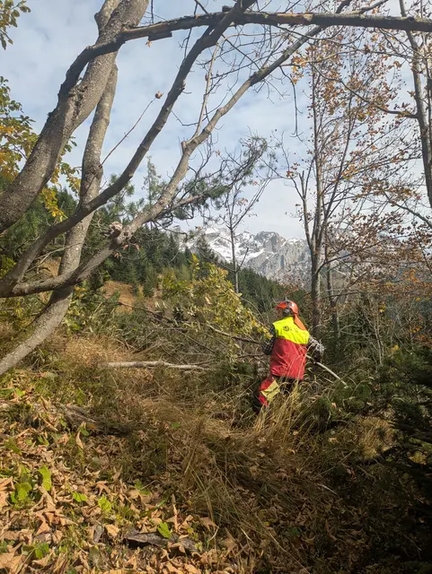100 Jahre - 100 Hektar: Habitatverbesserung Haselhuhn | Förderung von Kleinsträuchern und Laubbäumen sowie Auflockerung dichter Bestände | Foto: oebf