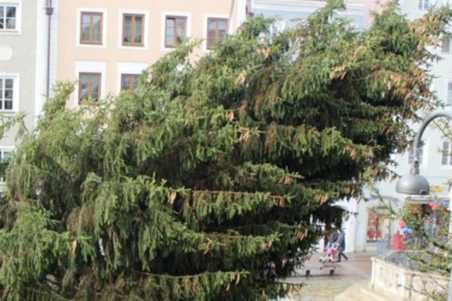 Die ausgedienten Christbäume werden in der Stadt Braunau kostenlos vom Städtischen Wirtschaftshof abgeholt und verwertet. | Foto: Stadt Braunau