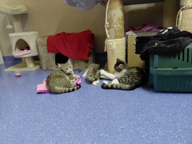 Foto: Tierheim Ternitz