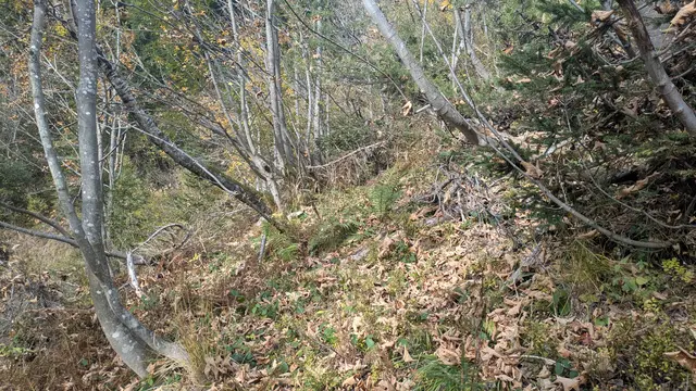 100 Jahre - 100 Hektar: Habitatverbesserung Haselhuhn | Förderung von Kleinsträuchern und Laubbäumen sowie Auflockerung dichter Bestände | Foto: oebf
