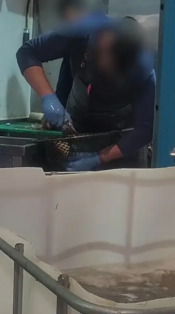 Ein Mitarbeiter soll den Fisch mit einer Schere getötet haben. | Foto: VGT