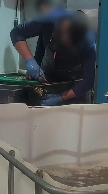 Ein Mitarbeiter soll den Fisch mit einer Schere getötet haben. | Foto: VGT