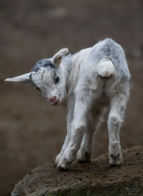 Besonders süßer und vorweihnachtlicher Nachwuchs bei den Ziegen im Streichelzoo Schmiding in Krenglbach. | Foto: Zoo Schmiding/Sterns