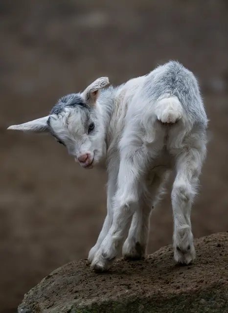 Besonders süßer und vorweihnachtlicher Nachwuchs bei den Ziegen im Streichelzoo Schmiding in Krenglbach. | Foto: Zoo Schmiding/Sterns