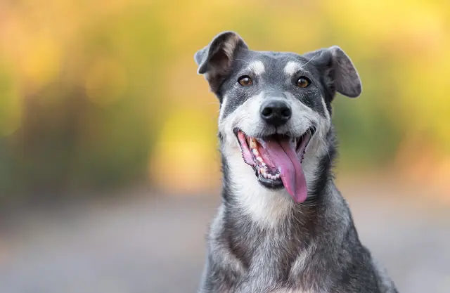 In Kärnten gibt es mehr als 41.000 registrierte Hundehalter, die tatsächliche Zahl ist um einiges höher. Durch die verpflichtenden Kurse soll auch die Körpersprache der Tiere besser gelesen werden. 
 | Foto: SasaStock.stock.adobe.com 
