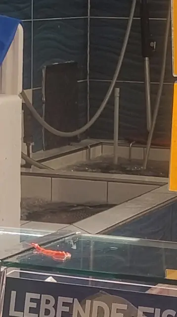 Foto: VGT