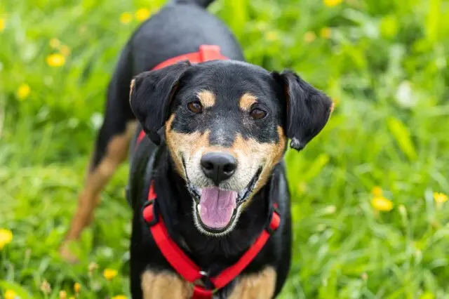 Alvin ist ein großer Schmuser und zu Menschen sehr freundlich, er ist jagdlich motiviert, aber man kann gut mit ihm arbeiten, er verträgt sich nur auf Sympathie mit anderen Rüden, doch mit Hündinnen funktioniert es gut. | Foto: Gut Aiderbichl Henndorf