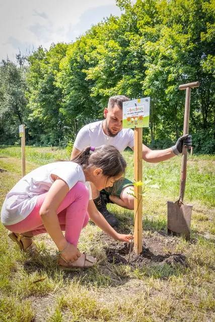 Lebensbäume: In Wiener Neustadt werden im Jahr 2025 181 Bäume gepflanzt. | Foto: Stadt Wiener Neustadt/Weller