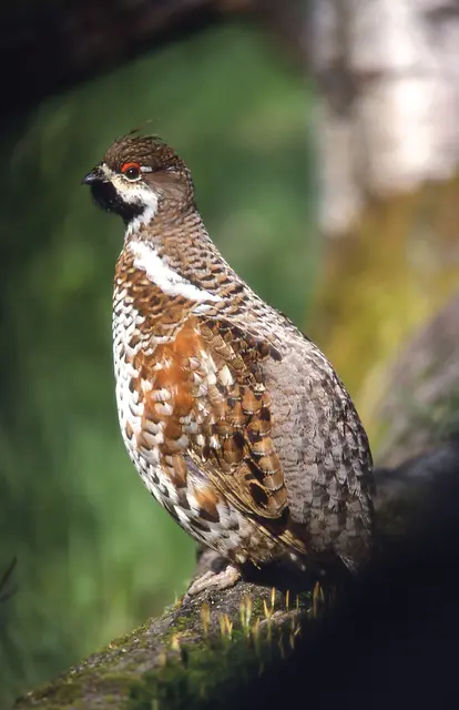 Haselhuhn - ein mit Auerhuhn und Birkhuhn verwandtes Raufußhuhn | Foto: oebf/ W. Gailberger