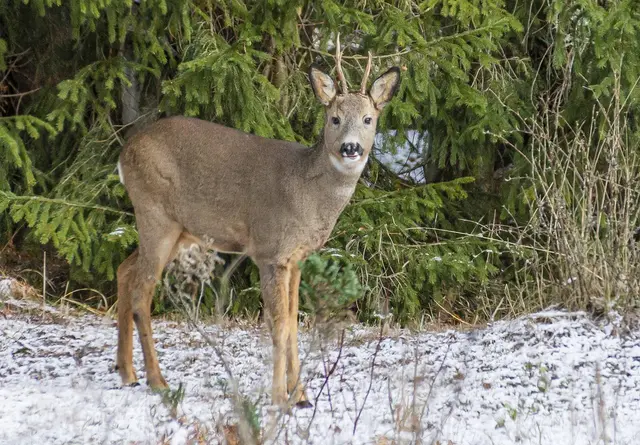 Im Winter sollte man besonders aufs Wild acht geben. | Foto: Symbolfoto: Pixabay