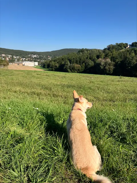 Die Hundewiese von Gablitz bekommt 2026 noch Spielgeräte und Sitzplätze | Foto: Cech