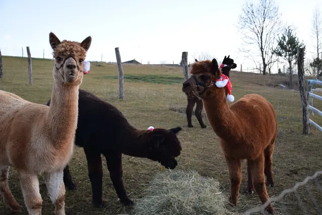 Foto: MeinBezirk/Leonie Herrmann