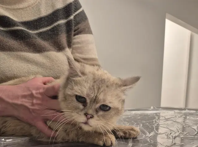 Foto: Tierseelenhoffnung