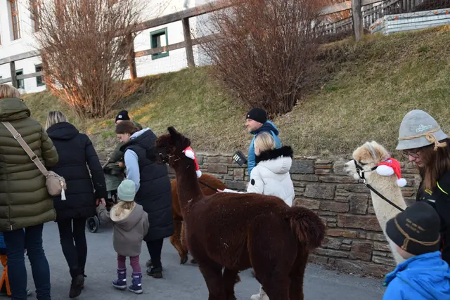 Ein Highlight für die Kinder war der Spaziergang mit den Alpakas. | Foto: MeinBezirk/Leonie Herrmann