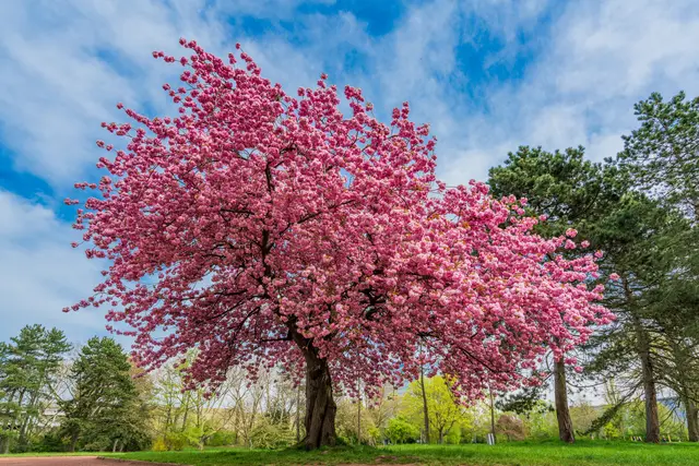 Wie wird aus einem Weichselbaum ein edler Kirschbaum? | Foto: stock.adobe/EwaStudio