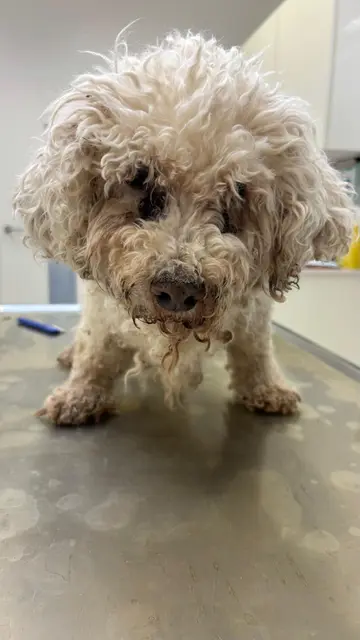 Die Hunde und Katzen lebten in schrecklichen Zuständen. | Foto: Tierseelenhoffnung