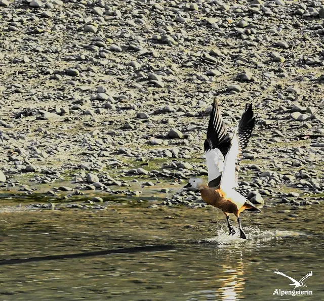 25.12.2025 / 13:16 | Foto: Janet Bleiker/ Alpengeierin