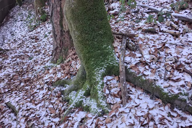 ...der Seitenast hat Wurzeln gebildet.
Die Natur ist EINZIGARTIG.