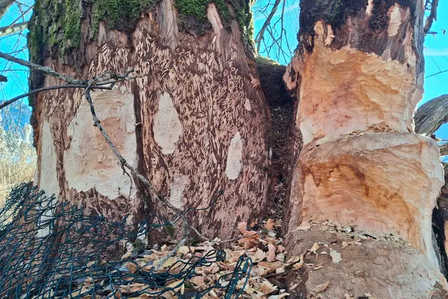 ...auch der Biber hat seine "künstlerischen" Spuren hinterlassen.