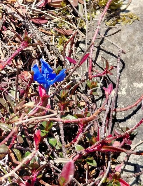 Foto: H.Bachinger