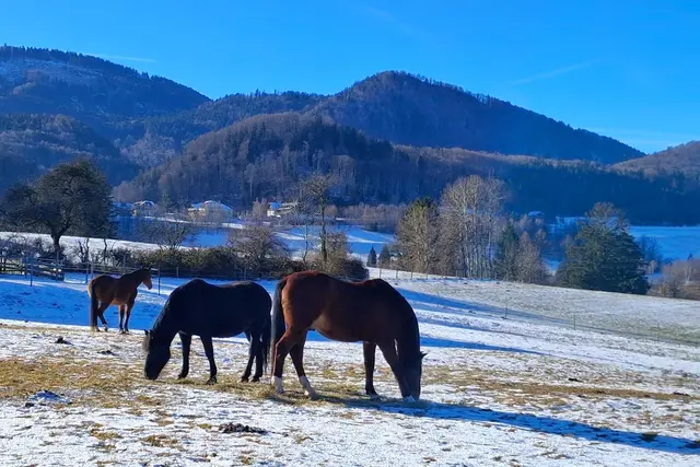 Gras mit "Schneezucker" dürfte den Pferden schmecken.