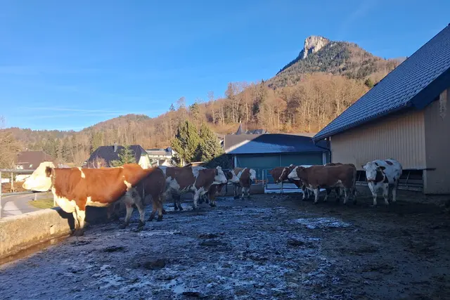 ...die frische Luft haben diese Kühe im Freien genossen, mit Blick zum Schober.