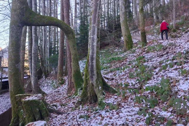 ...immer wieder staune ich über diesen SESSELBAUM.