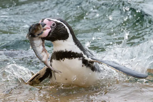 Der Zuchterfolg bei den Pinguinen sorgte auch dafür, dass der Tiergarten Schönbrunn mehr Fisch benötigte. | Foto: Daniel Zupanc/Tiergarten Schönbrunn