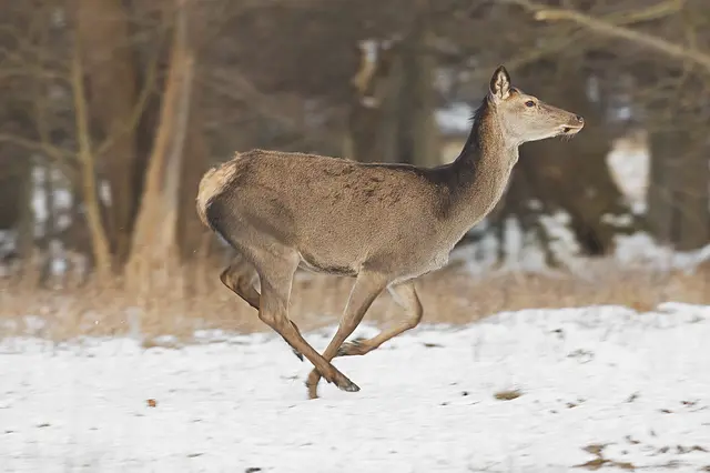 Durch die Knallerei und Lichtblitze flüchtet das Wild. Vor allem das Rotwild kann auf langen Fluchten viel wertvolle Energie verlieren. | Foto: Sven-Erik Arndt