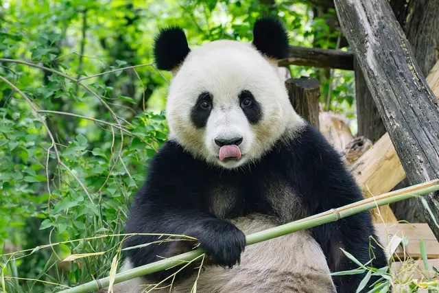 Ein ausgewachsener Panda frisst rund 30 Kilo Bambus am Tag. Da kommt einiges im Jahr zusammen. | Foto: Daniel Zupanc/Tiergarten Schönbrunn