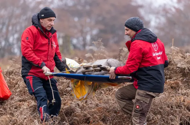 Die sedierten Hirsche werden vorsichtig von Gut Aiderbichl Mitarbeitern geborgen.
 | Foto: Wolfgang Handler