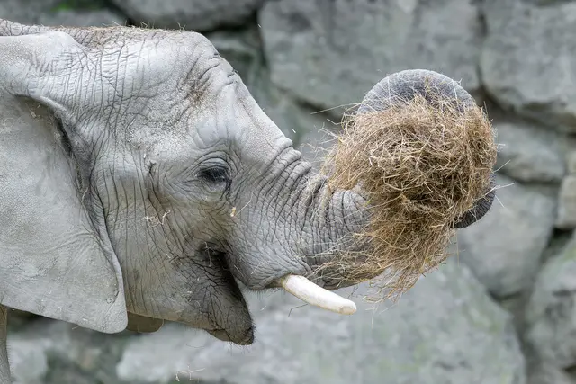 Heu machte 2025 erneut den größten Futterposten aus.  | Foto: Daniel Zupanc/Tiergarten Schönbrunn