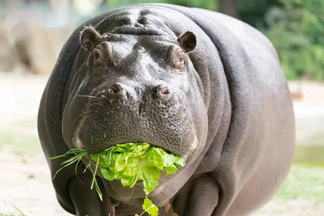 Salat kommt bei Flusspferden gut an. | Foto: Daniel Zupanc/Tiergarten Schönbrunn