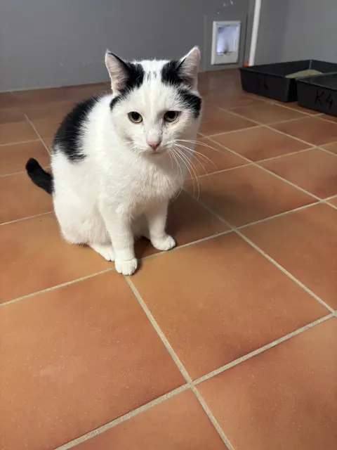 Für viele Menschen bedeutet Silvester Spaß, für unsere Haustiere, aber auch für die Wildtiere, bedeutet die Zeit um den Jahreswechsel nur Stress. | Foto: Schrofner