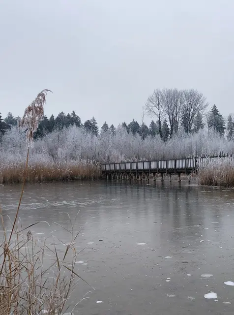 Weitwörther Au  | Foto: H.Bachinger