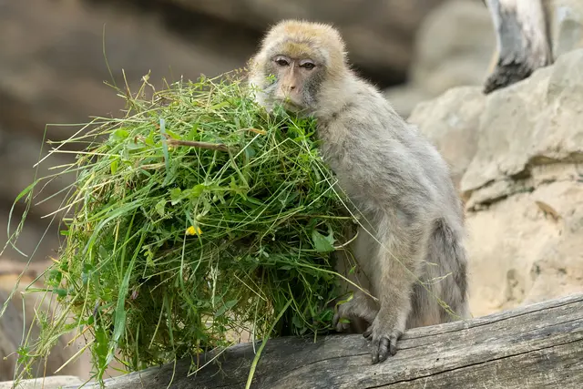 Dieser Berberaffe freut sich über Grünfutter. | Foto: Daniel Zupanc/Tiergarten Schönbrunn
