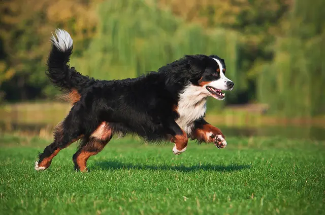 Zwei Grazerinnen wurden von frei laufenden Bernhardiner-Hunden überrascht und deren angeleinte Hunde attackiert. | Foto: Smarterpix/IvanushkinaMa