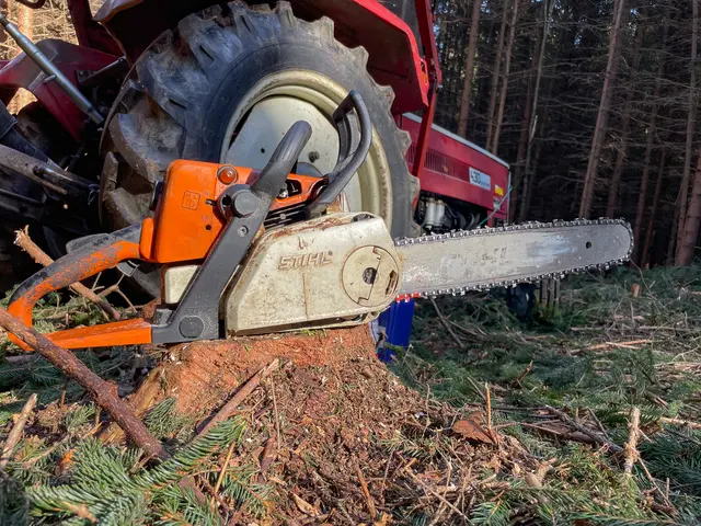 Ein 56-Jähriger wurde am 30. Dezember von einer Esche unbestimmten Grades verletzt. | Foto: TEAM FOTOKERSCHI.AT / KALTENLEITNER