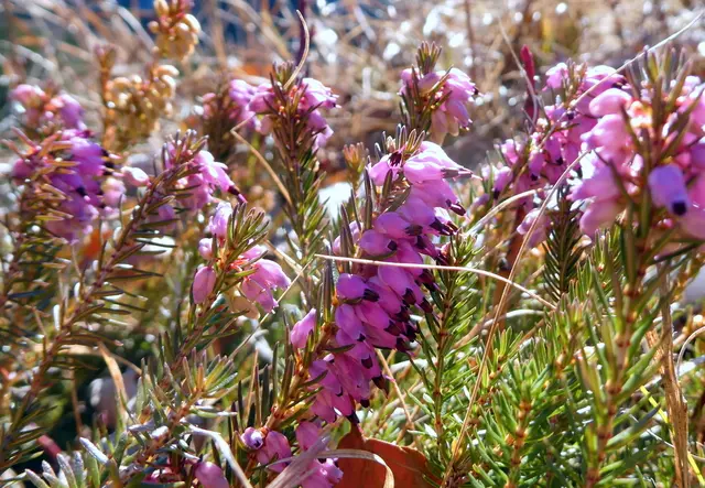 Erika, die ersten Frühblüher