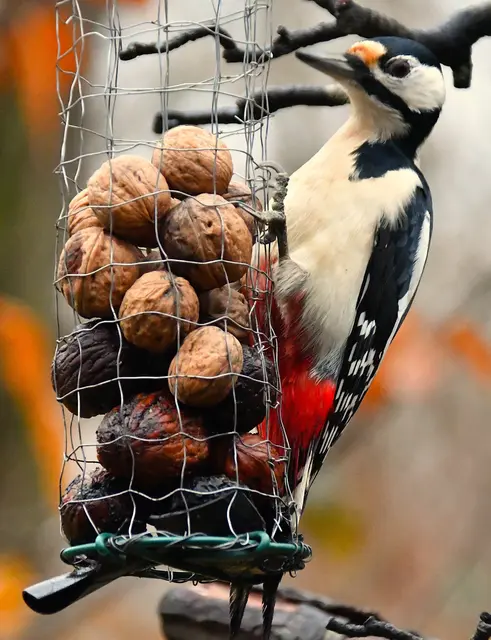 Verschiedene Vögel brauchen unterschiedliches Futter. 