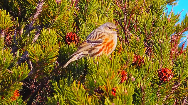 Auch dieser Vogel genoß die ersten Sonnenstrahlen des neuen Jahres am Dobratsch.